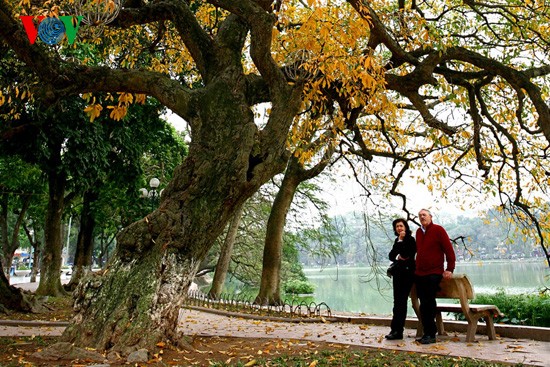 The ancient lecythidaceae trees by Hoan Kiem lake are shedding their leaves   - ảnh 3